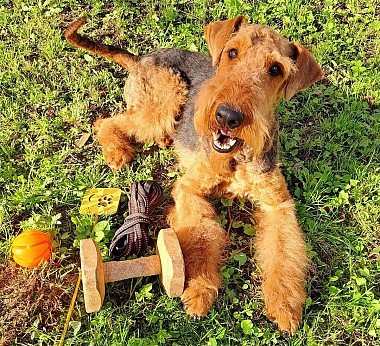 Airedale terrier - Erdelterier