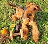 Airedale terrier - Erdelterier