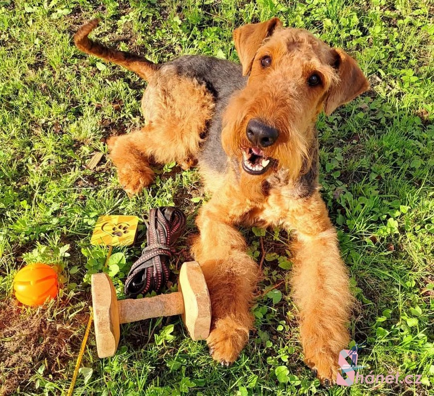 Airedale terrier - Erdelterier - obraz 1